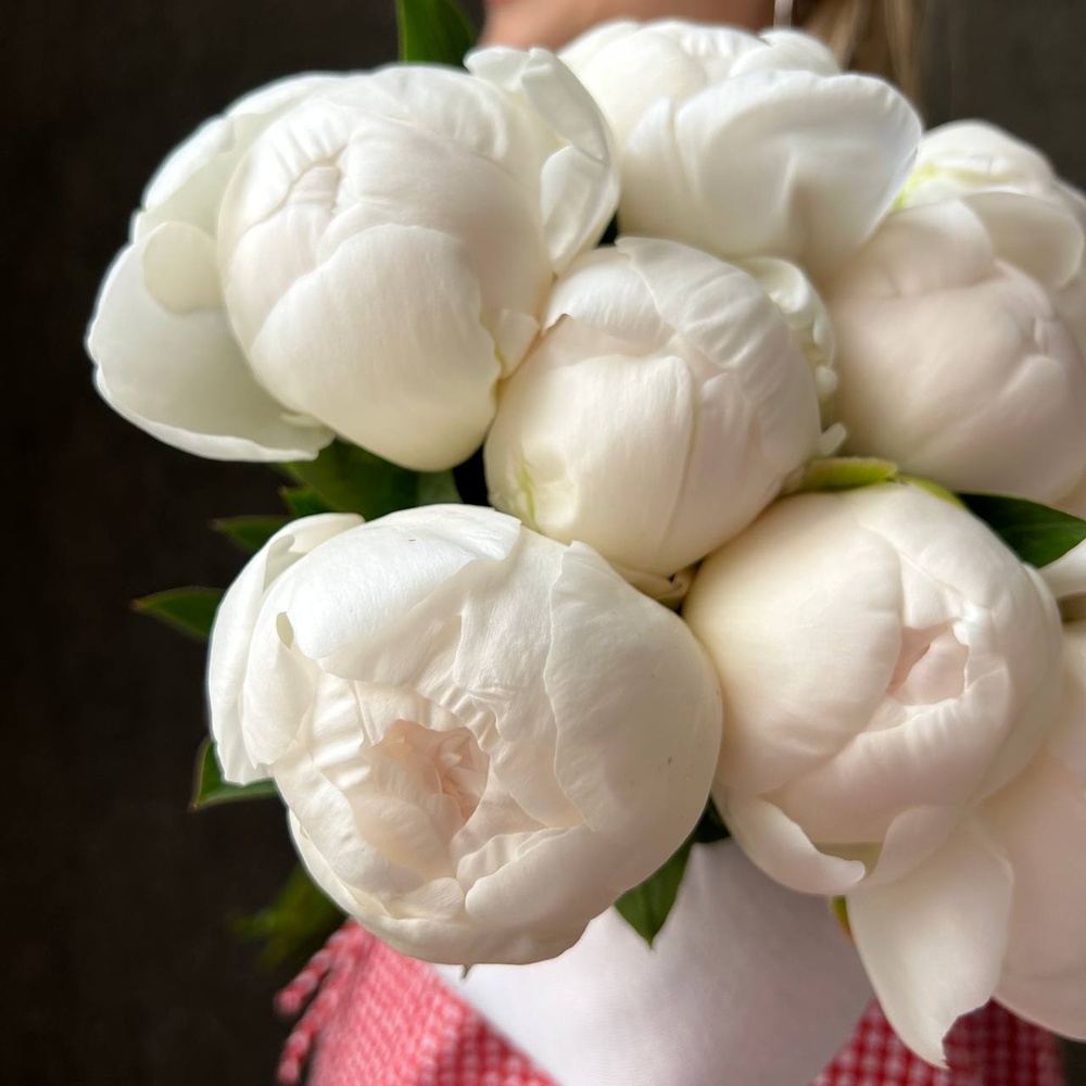 Свежих 9 белых пионов под ленту 