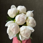 Свежих 7 белых пионов под ленту  - Фотография 1 Свежих 7 белых пионов под ленту  - Фотография 1