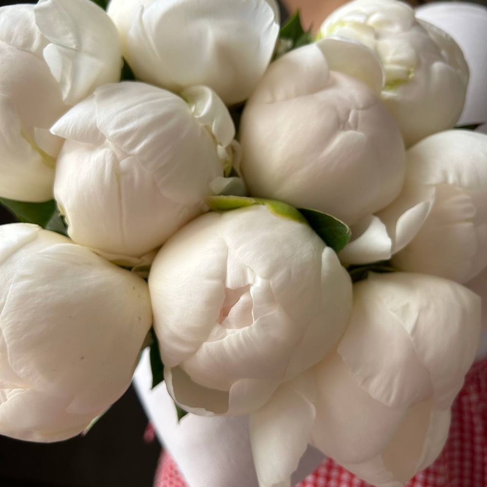 Свежих 5 белых пионов под ленту 