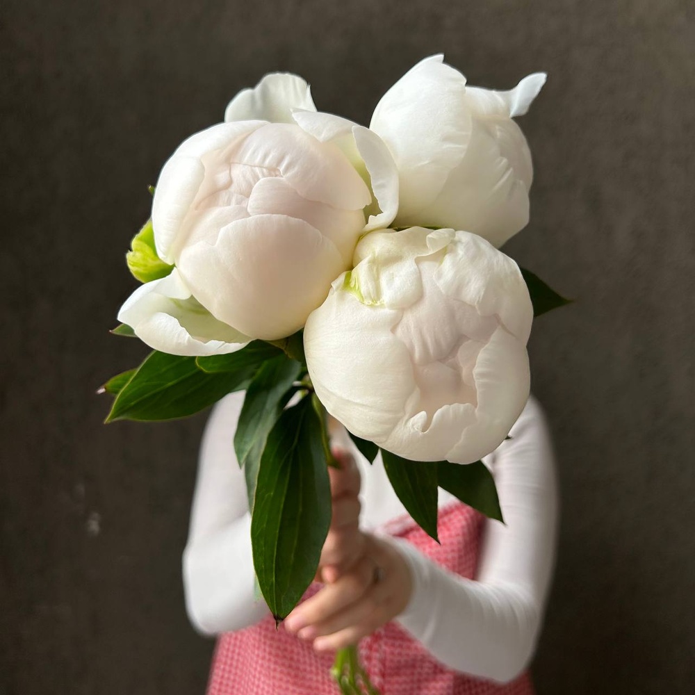 Свежих 3 белых пиона под ленту 