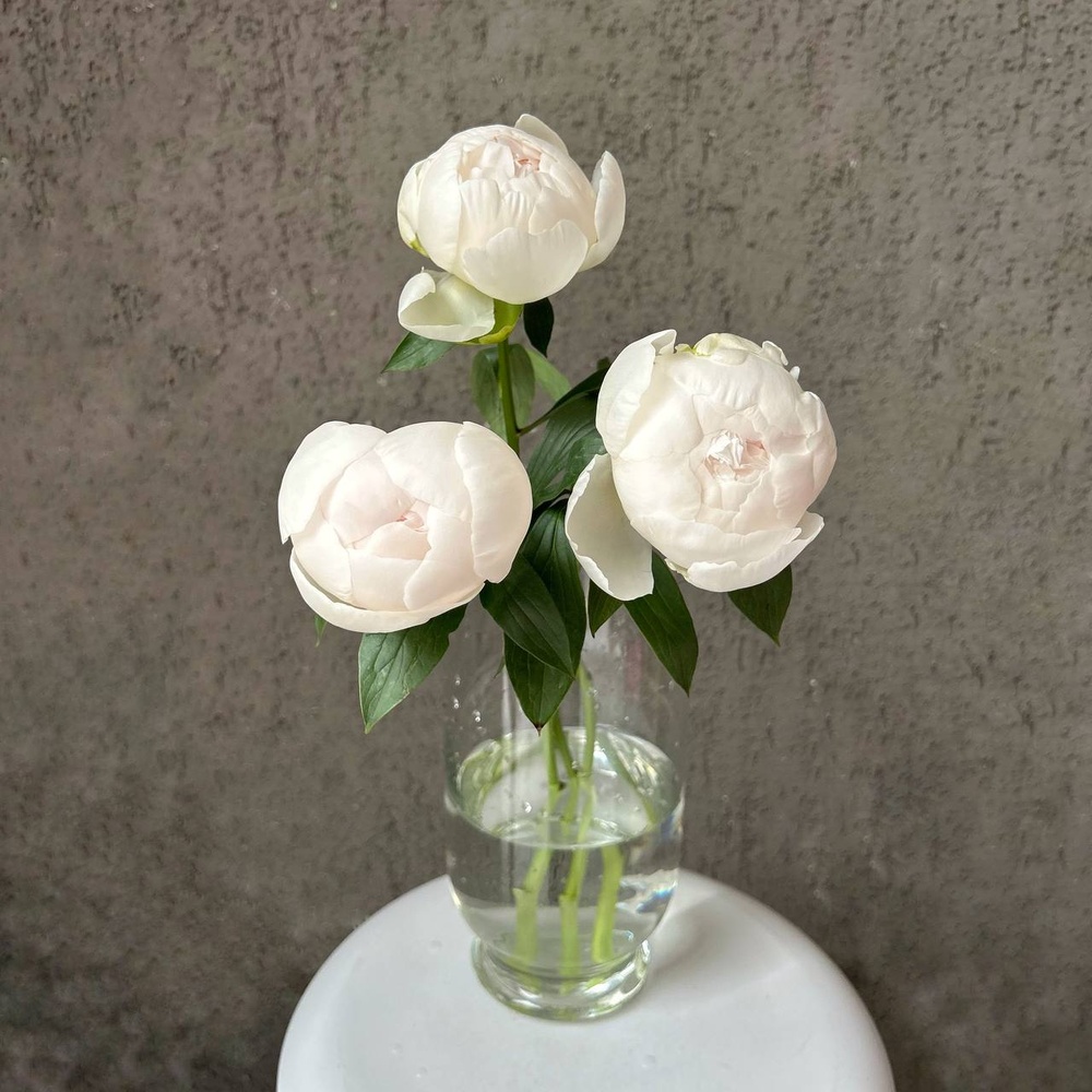 Свежих 3 белых пиона под ленту 