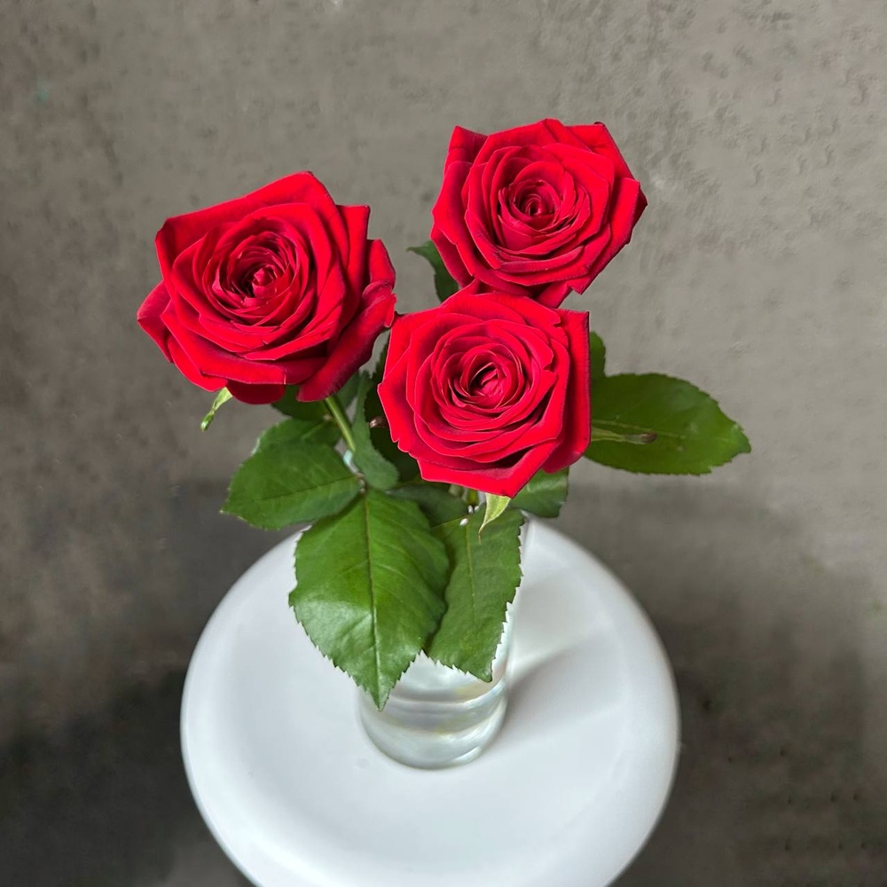 Нескучная классика: 3 красные розы в матовой пленке