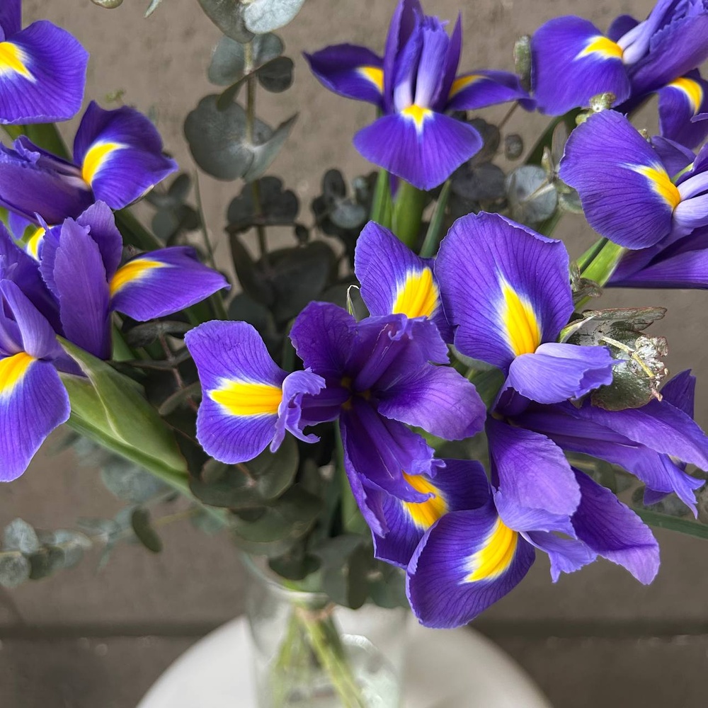Конечно, Вася! Букет ирисов в упаковке