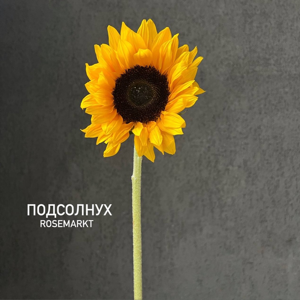 Подсолнухи Подсолнухи