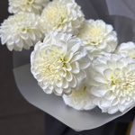 Белые помпоны черлидеров: букет из георгинов - Фотография 8