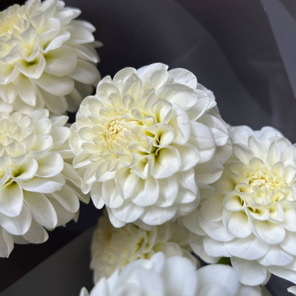 Белые помпоны черлидеров: букет из георгинов