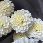 Белые помпоны черлидеров: букет из георгинов - Фотография 6