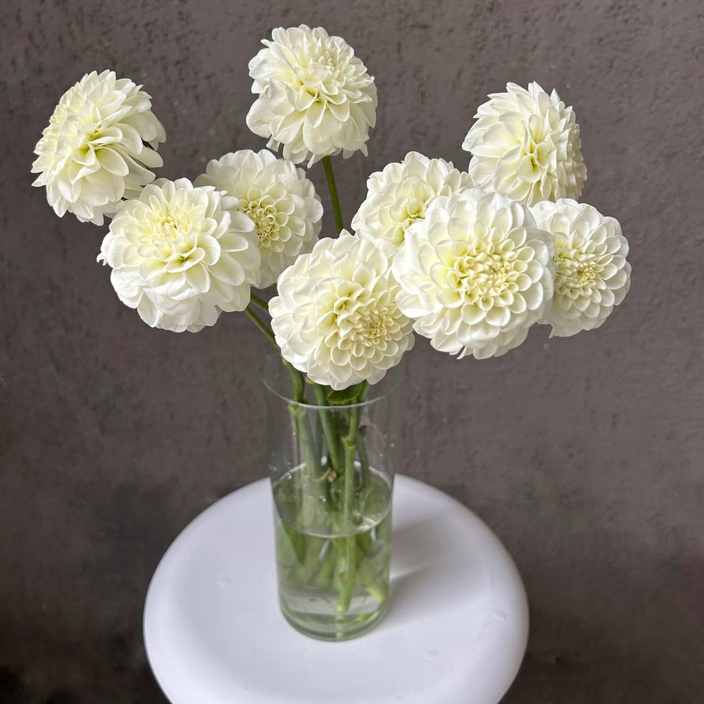 Белые помпоны черлидеров: букет из георгинов