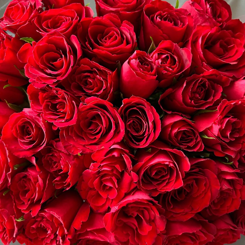 Алые уста: букет из красных кенийских роз 40 см, 51 цветок