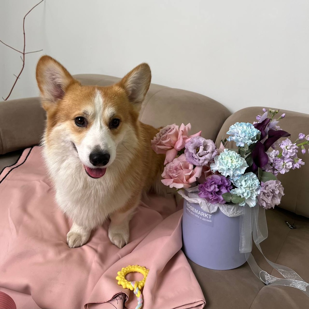 По следам: шляпная коробка с фактурной розой Фейт, каллами и диантусами + ИГРУШКА ДЛЯ СОБАКИ В ПОДАРОК!