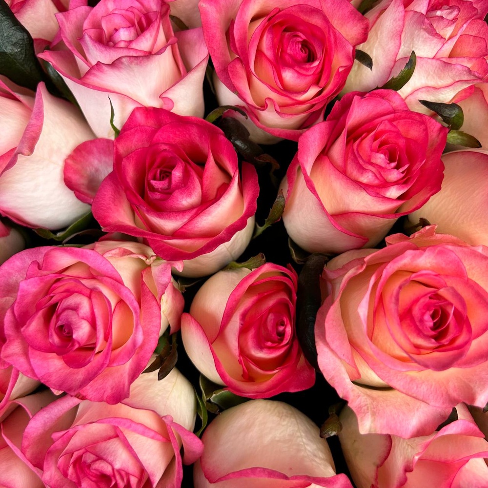 Цветы 25 розовых роз с доставкой по СПб от Розмаркт