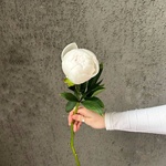 Свежих 5 белых пионов под ленту  - Фотография 6