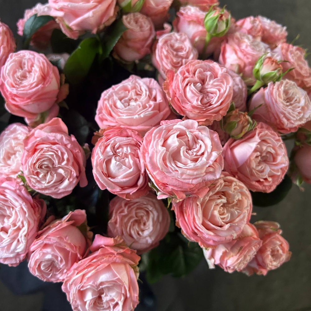 Монобукет из 9 кустовых роз Бомбастик под ленту