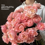 Роза кустовая Джульетта, штучно — монобукет из кустовой розы Джульетта - Фотография 1