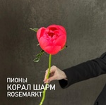 Коралловые пионы — монобукет из коралловых пионов - Фотография 1