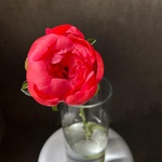 Коралловые пионы — монобукет из коралловых пионов - Фотография 6