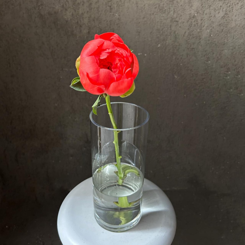 Коралловые пионы