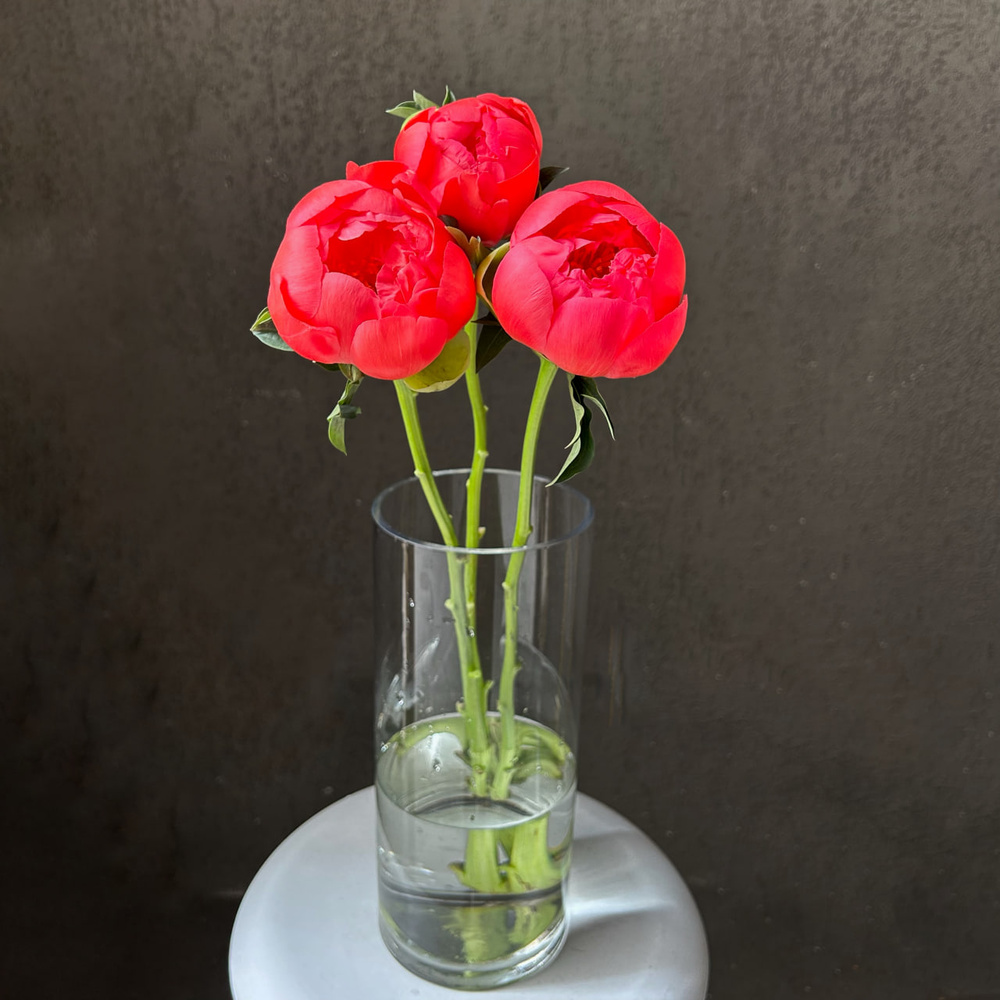 Свежих 3 коралловых пиона под ленту