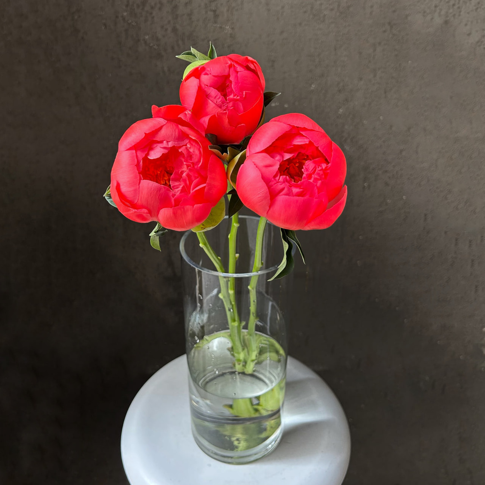 Свежих 3 коралловых пиона под ленту