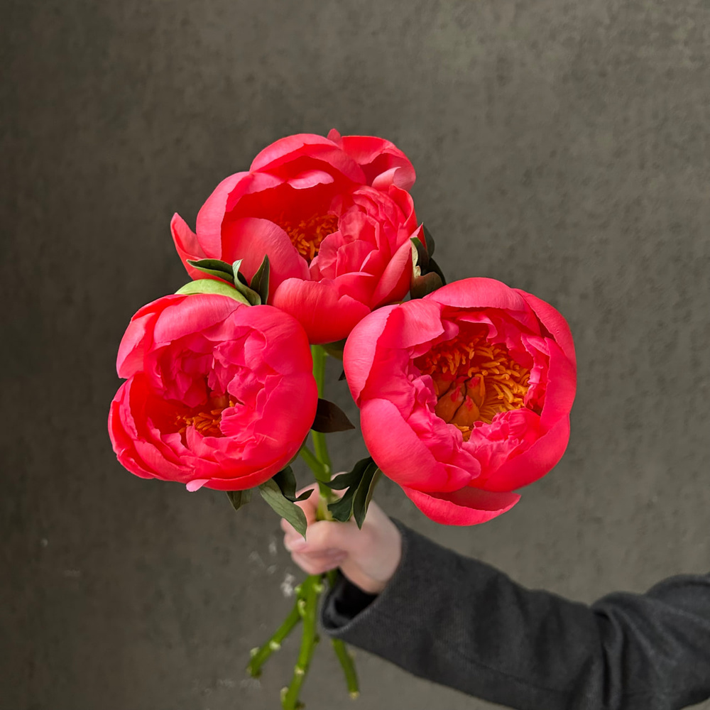 Свежих 3 коралловых пиона под ленту