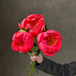 Свежих 3 коралловых пиона под ленту — букет с пионами / моно-букет с пионами - Фотография 4