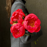 Свежих 3 коралловых пиона под ленту — букет с пионами / моно-букет с пионами - Фотография 2