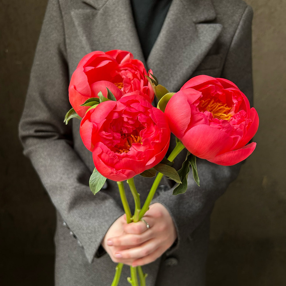 Свежих 3 коралловых пиона под ленту — букет с пионами / моно-букет с пионами