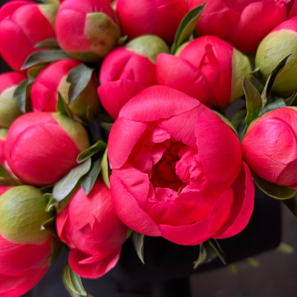 Свежих 5 коралловых пионов под ленту