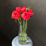 Свежих 5 коралловых пиона под ленту — букет с пионами / моно-букет с пионами - Фотография 3