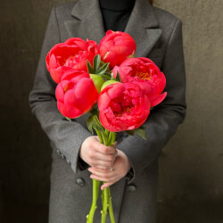 Букет «Свежих 5 коралловых пионов под ленту»