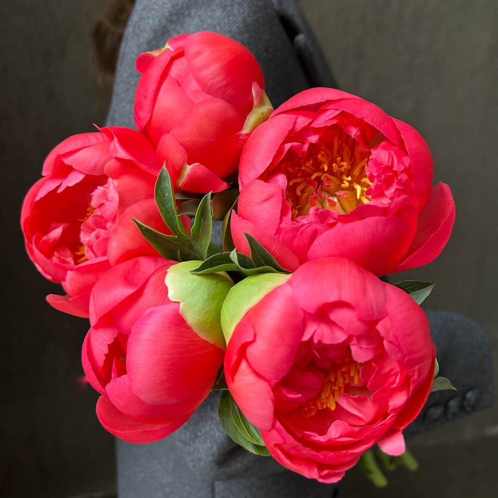 Свежих 5 коралловых пионов под ленту