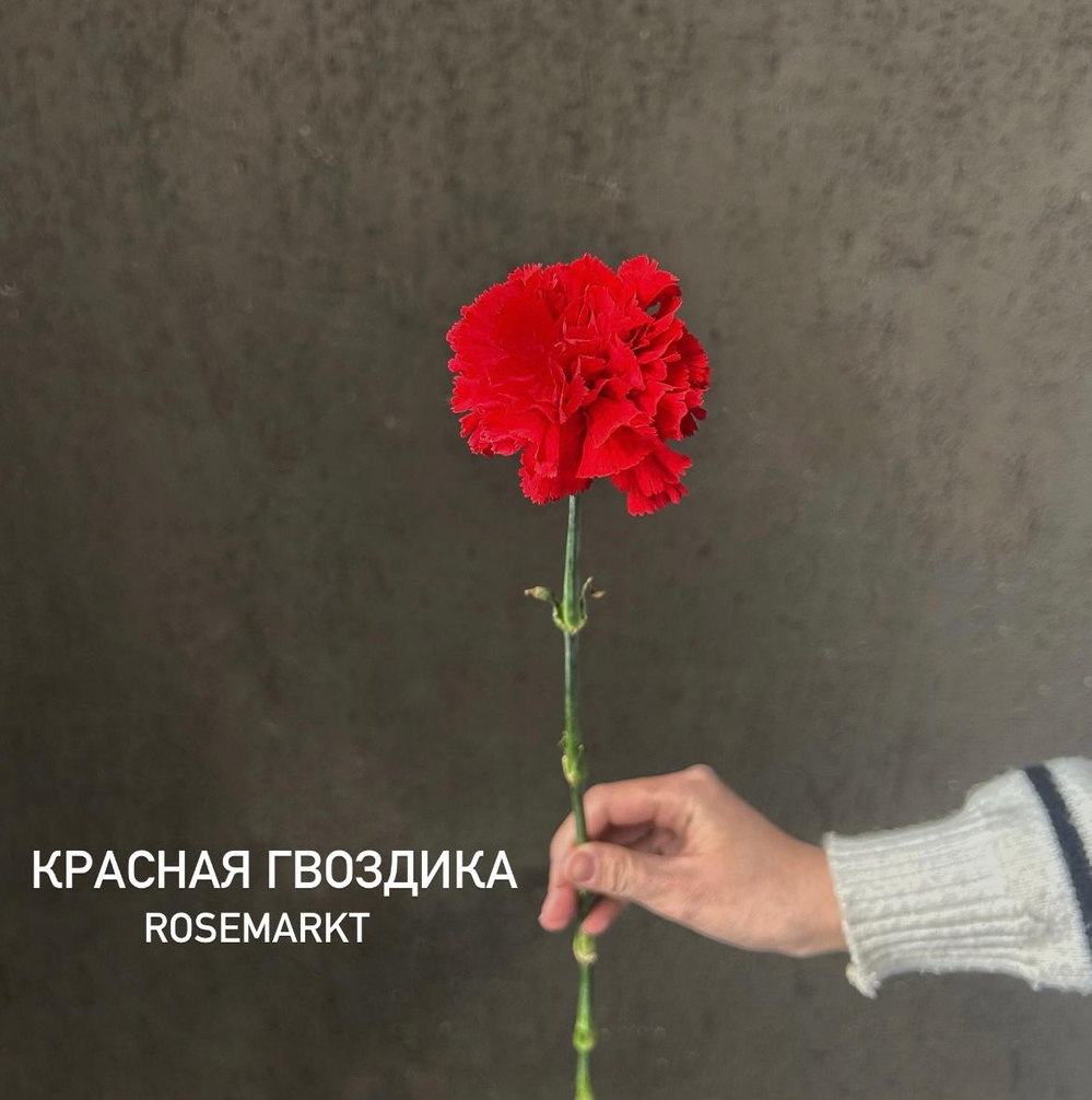 Красные гвоздики — монобукет из красной гвоздики