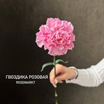 Розовые гвоздики, штучно — монобукет из розовых гвоздик - Фотография 1