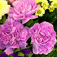 Цветок гвоздика