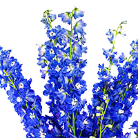 Дельфиниум