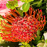 Леукоспермум