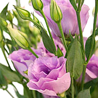 Лизиантус (лат. Eustoma)