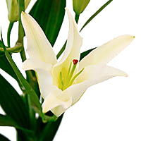 Лилия