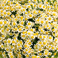 Матрикария