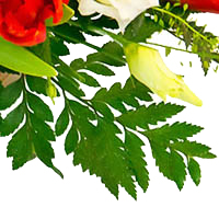 Папоротник