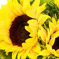 Подсолнухи