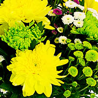 Хризантема