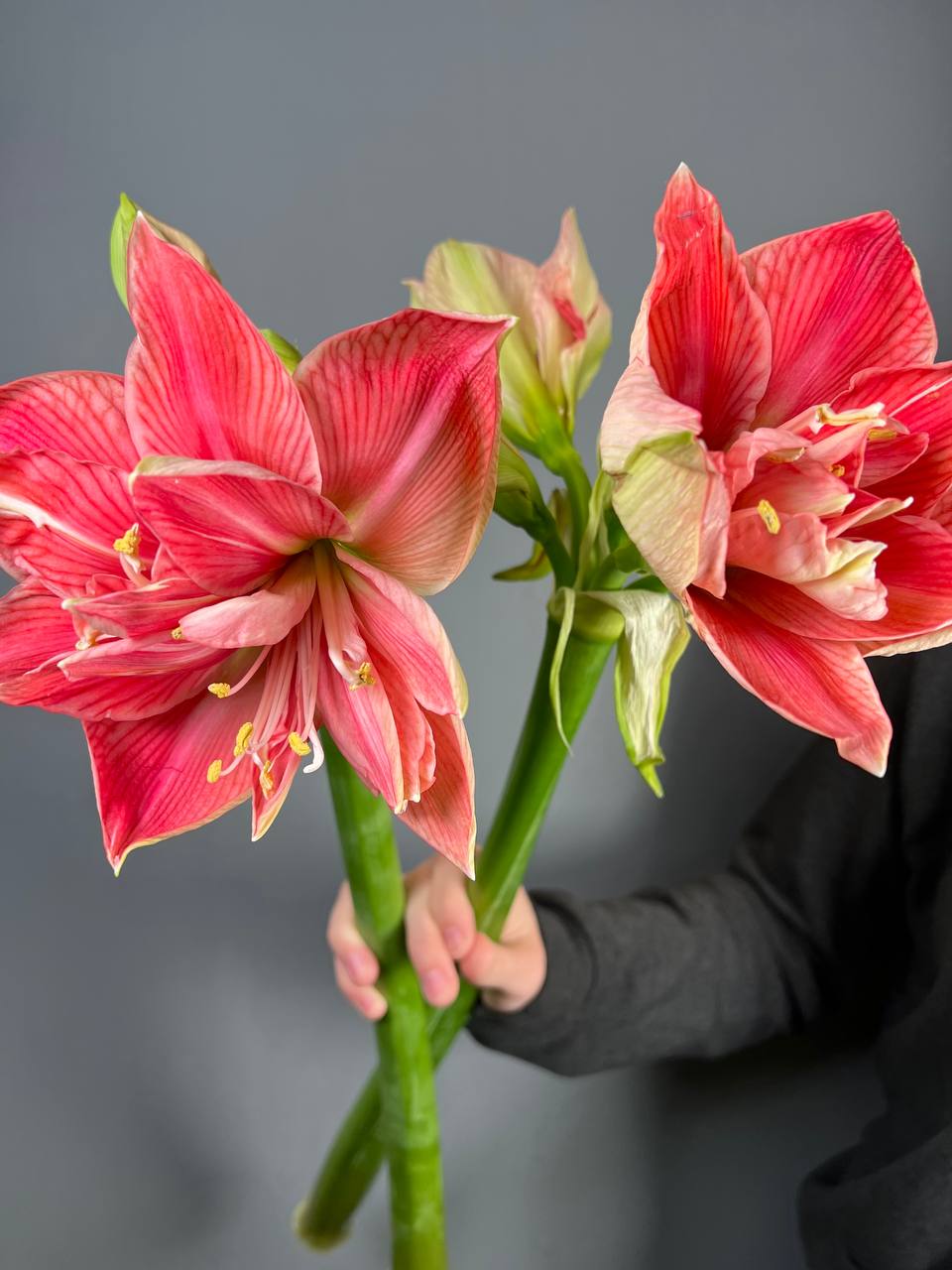 Амариллис в зимних букетах: почему именно этот цветок выбирают для холодного сезона