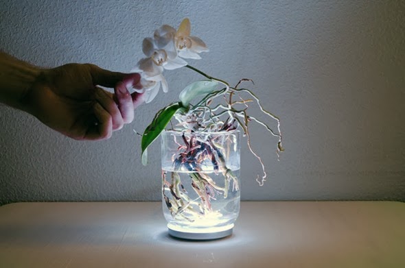 Орхидея в стакане с водой и подсветкой.
